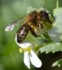 Andrena nigroaenea